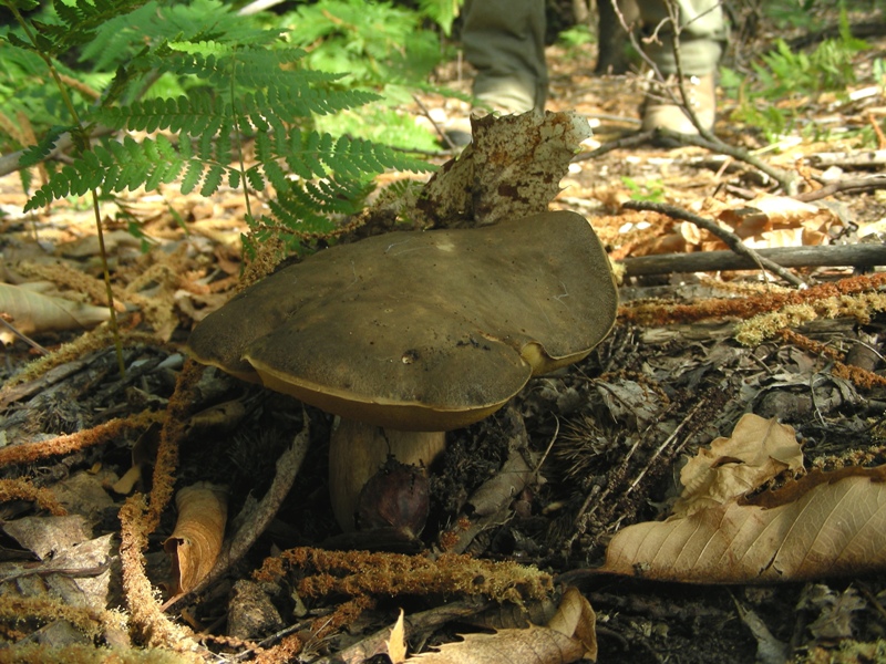 Un polentone in castagneto